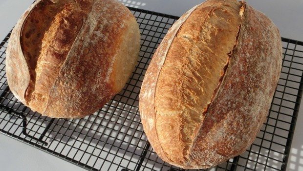 Panes con escaldado de Tritordeum