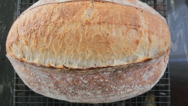 Escaldado de Tritordeum